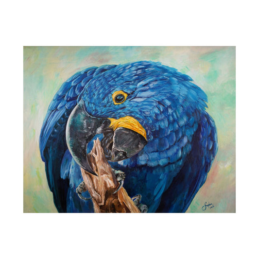 Hyacinth Macaw