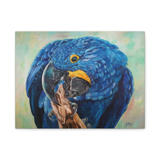 Hyacinth Macaw